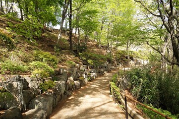 Path in the forest