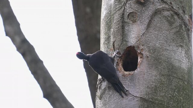 Black Woodpecker digs nest inside tree, male (Dryocopus martius) - (4K)