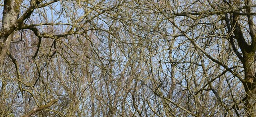 les arbres à Barré Nevez en Bretagne Cornouailles Finistère France 