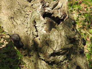 Black mushrooms on the tree trunk