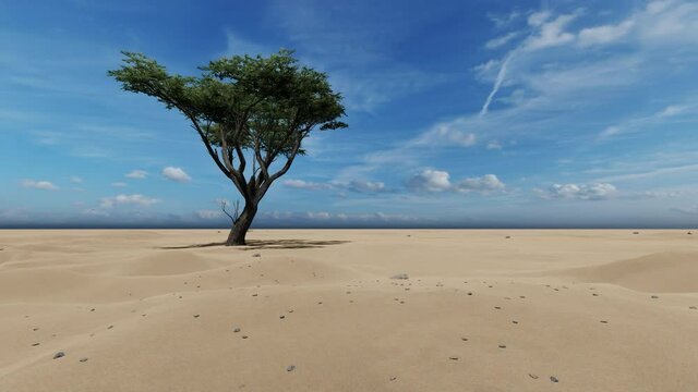 Single tree in Tenere desert hit by car
