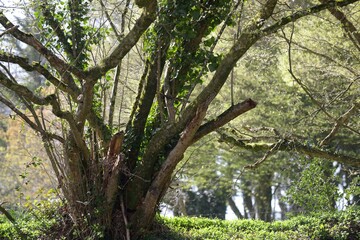 les arbres à Barré Nevez en Bretagne Cornouailles Finistère France 
