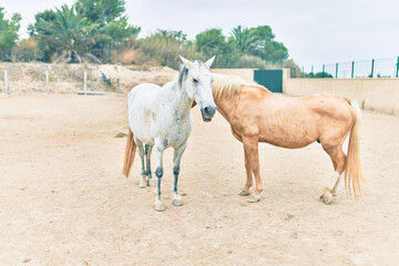 Fototapeta na wymiar Adorable horses at the farm
