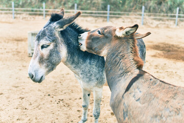 Fototapeta premium Adorable donkeys kissing at the farm.