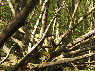 Horizontal trunk in a forest with long branches
