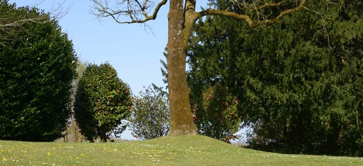 les arbres à Barré Nevez en Bretagne Cornouailles Finistère France 