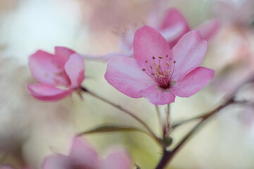 Pink apple blossom and leaves on a blurred background.