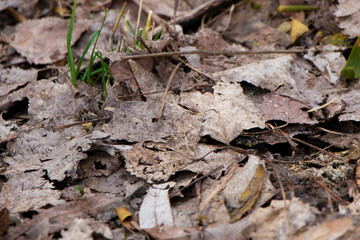rotten foliage. Texture last years gray wet fallen leaves on dirty ground with green grass start to appear, Concept of new and fresh replacing old and rotten. High quality photo