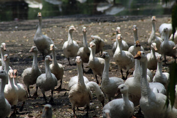 group of flamingos