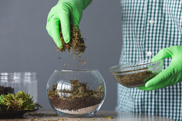 Transplanting succulents at home. laying a layer of dry moss.