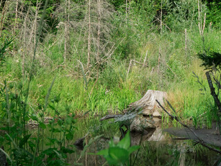 Wetland in Bavaria