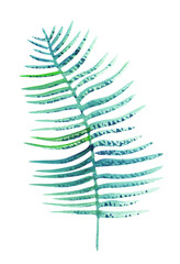 Obraz premium Decorative branch of a tropical plant painted with watercolor, isolated on white. 