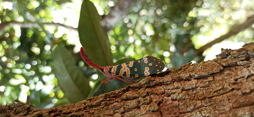 Pyrops candelaria in the wild