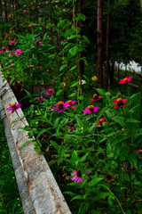 Obraz premium Echinacea flowers of various colors 