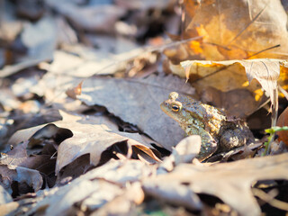 Green frog among leaves