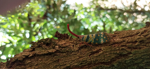 Pyrops candelaria in the wild