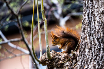 Squirrel sitting on a tree branch