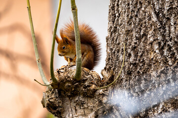 Squirrel sitting on a tree branch