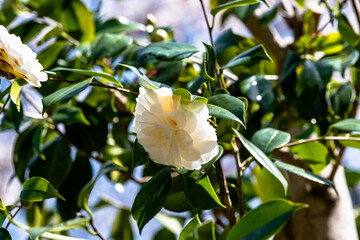 林業試験場樹木公園の椿「白菊」