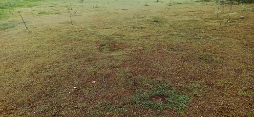 Green grass background ( Grass field )