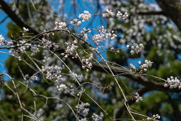 林業試験場樹木公園の紅枝垂桜