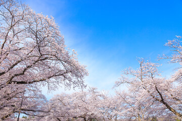 桜と青空　春イメージ