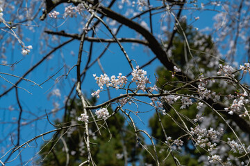 林業試験場樹木公園の紅枝垂桜