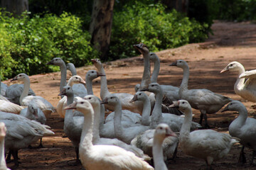 group of flamingos