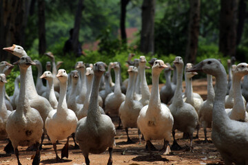 group of duck