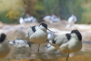 Bird sandpiper shiloklyuvka with a thin long curved beak for straining silt close up