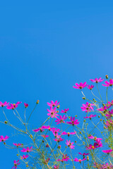 コスモスの花と青空