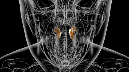 Human Skeleton inferior nasal concha Anatomy 3D © mybox