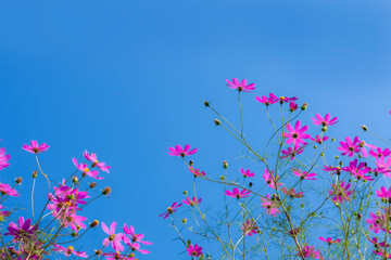 Obraz na płótnie Canvas コスモスの花と青空