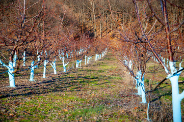 Cherry trees in march treated with Bordeaux mixture
