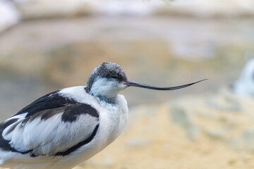 Bird sandpiper shiloklyuvka with a thin long curved beak for straining silt close up