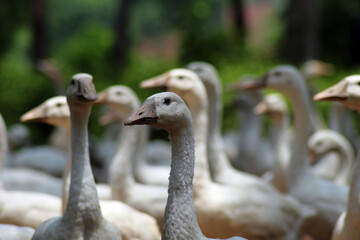 close up of a flamingo