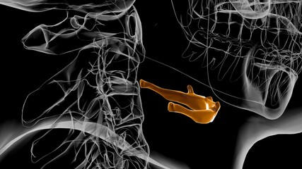 Human Skeleton Hyoid bone Anatomy For Medical Concept 3D © mybox
