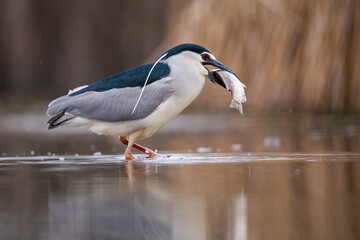 Black crowned night heron eating a big fish on a lake. 
