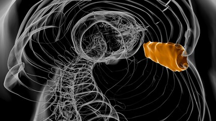 Human Skeleton Body of Sternum Bone Anatomy For Medical Concept 3D © mybox