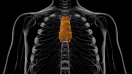 Human Skeleton Body of Sternum Bone Anatomy For Medical Concept 3D © mybox
