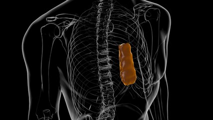 Human Skeleton Body of Sternum Bone Anatomy For Medical Concept 3D © mybox