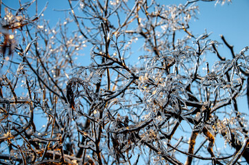 branches against sky