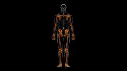 Human Skeleton Appendicular Skeleton Anatomy 3D