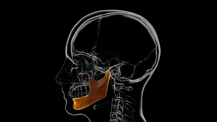 Human Skeleton Skull Mandible Bone Anatomy For Medical Concept 3D