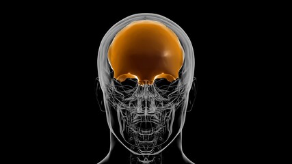 Human Skeleton Skull Frontal Bone Anatomy For Medical Concept 3D © mybox