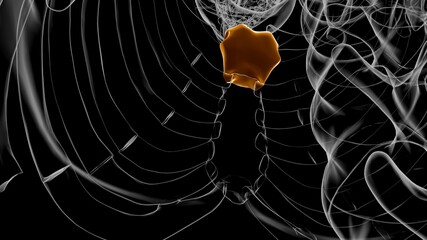 Human Skeleton Manubrium Anatomy 3D © mybox