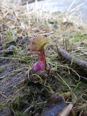Fototapeta premium A young sprout of the spring useful plant aegopodium , a red bulb and a green feather