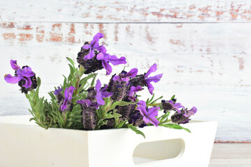 Natural lavender plant, twigs in wooden tray.