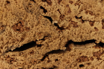 cork natural bark industry macro abstract background cork