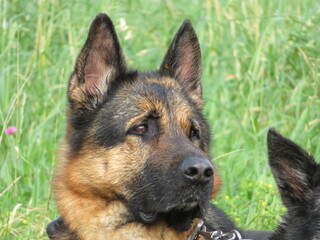 beautiful protective watchdogs defense security tranquility domestic animals